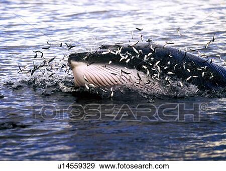 Stock Photo - Minke Whale (Balaenoptera acutorostrata) lunge feeding at the surface, with fish leaping to safety. Pink throat grooves visible. Hebrides, Scotland. Fotosearch