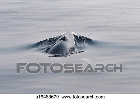 Stock Photo - Minke whale (Balaenoptera acutorostrata) surfacing for air with characteristic white bands on its flippers visible through the water on each side. Hebrides, Scotland . Fotosearch