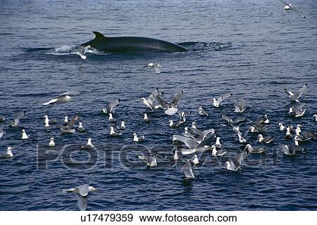 Minke whale (Balaenoptera acutorostrata) surfacing at speed after lunging through bait ball of fish under seagulls. Husavik, Iceland View Large Photo Image Stock Photo - Minke whale (Balaenoptera acutorostrata) surfacing at speed after lunging through bait ball of fish under seagulls. Husavik, Iceland . Fotosearch