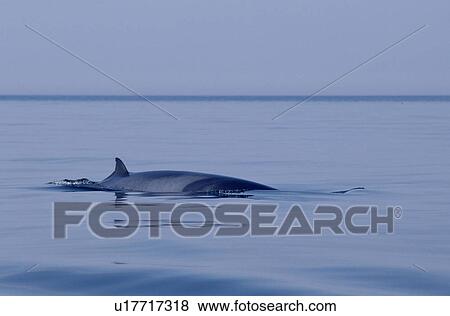 Stock Photo - Minke whale (Balaenoptera acutorostrata) showing characteristic shevron pigmentation and dorsal fin set relatively far down the back. Hebrides, Scotland.. Fotosearch