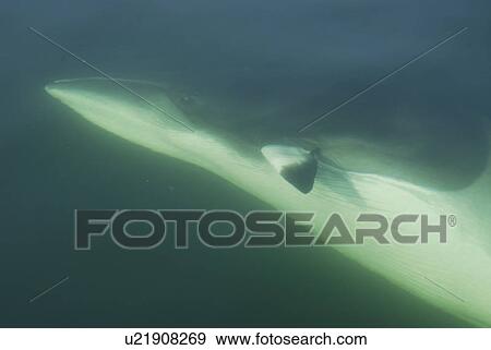 Minke whale (Balaenoptera acutorostrata) has turned upside down exposing her white belly, navel and genital slits to the photographer. St. Lawrence estuary, Canada View Large Photo Image Stock Photo - Minke whale (Balaenoptera acutorostrata) has turned upside down exposing her white belly, navel and genital slits to the photographer. St. Lawrence estuary, Canada. Fotosearch