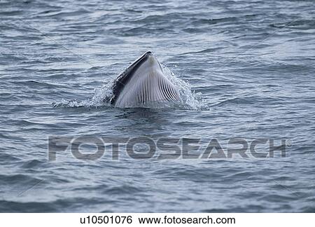 Stock Photograph - Minke whale (Balaenoptera acutorostrata) lunge feeding showing throat grooves, Iceland. Fotosearch