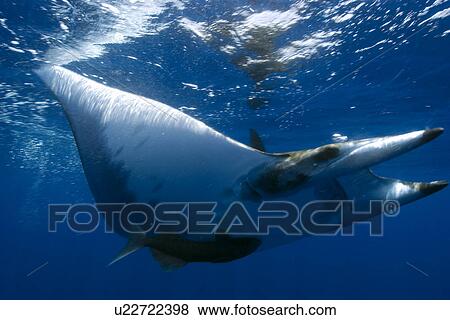 Stock Photo - Mobula or Devil Ray (Mobula tarapacana). St. Peter and St. Paul's rocks, Brazil, Atlantic Ocean. Fotosearch
