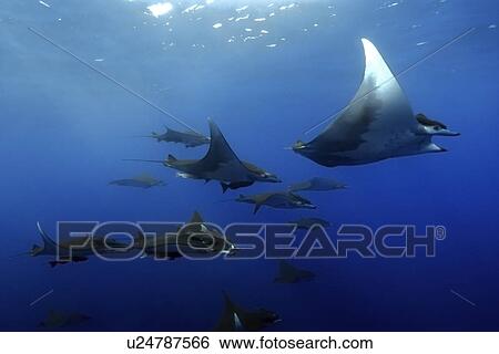 Mobula or Devil Ray (Mobula tarapacana). St. Peter and St. Paul's rocks, Brazil, Atlantic Ocean (rr) View Large Photo Image Stock Photograph - Mobula or Devil Ray (Mobula tarapacana). St. Peter and St. Paul's rocks, Brazil, Atlantic Ocean (rr). Fotosearch