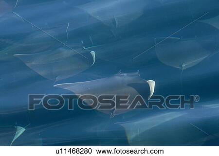 Mobula ray (Mobula japonica). Mobula rays. Gulf of California. View Large Photo Image Stock Image - Mobula ray (Mobula japonica). Mobula rays. Gulf of California.. Fotosearch