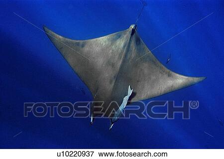Mobula ray, Mobula tarapacana, St. Peter and St. Paul's rocks, Brazil, Atlantic Ocean. View Large Photo Image Stock Photo - Mobula ray, Mobula tarapacana, St. Peter and St. Paul's rocks, Brazil, Atlantic Ocean.. Fotosearch