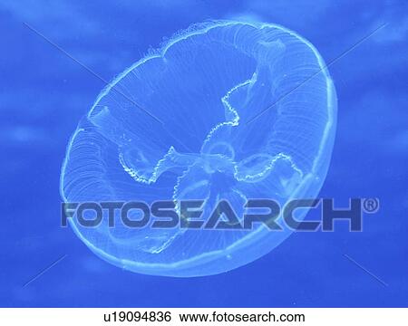 Moon Jellyfish (Aurelia aurita) open water view clearly showing markings and underside of jellyfish, St Abbs, Scotland, UK North Sea View Large Photo Image Stock Photograph - Moon Jellyfish (Aurelia aurita) open water view clearly showing markings and underside of jellyfish, St Abbs, Scotland, UK North Sea. Fotosearch