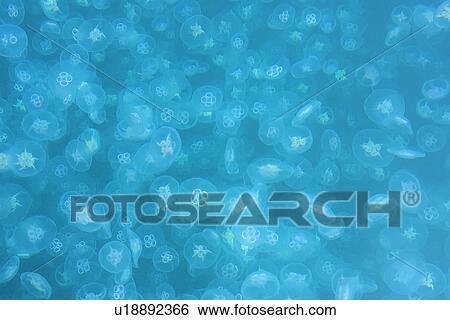 Stock Photograph - Moon Jellyfish (Aurelia aurita) swarming off Borth. Ceredigion, Wales, UK. Fotosearch