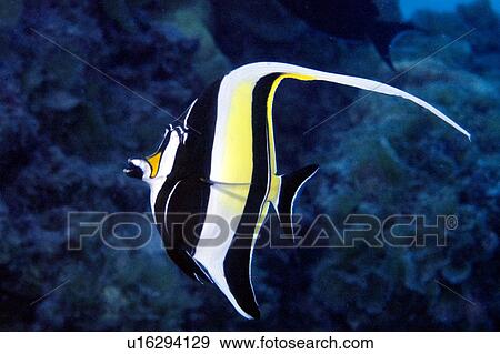 Moorish idol (Zanclus cornets) Ailuk atol, Marshall Islands, Pacific View Large Photo Image Stock Photo - Moorish idol (Zanclus cornets) Ailuk atol, Marshall Islands, Pacific. Fotosearch