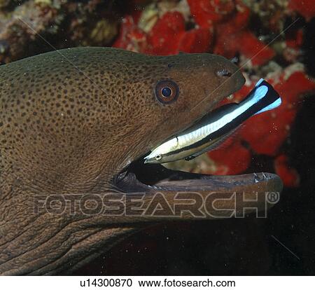 Stock Image - Moray Eel (Gymnothorax sp. ) at cleaning station with Cleaner Wrasse (Sp. Unknown). Eiyadu house reef, Maldives, Indian Ocean. Fotosearch