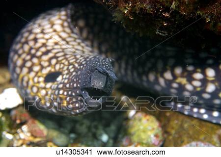 Moray eel, Muraena pavonina, St. Peter and St. Paul's rocks, Brazil, Atlantic Ocean View Large Photo Image Stock Image - Moray eel, Muraena pavonina, St. Peter and St. Paul's rocks, Brazil, Atlantic Ocean . Fotosearch
