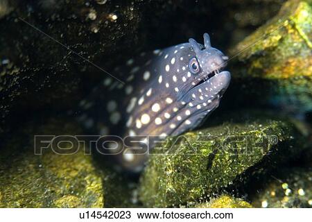 Moray eel, Muraena pavonina, St. Peter and St. Paul's rocks, Brazil, Atlantic Ocean View Large Photo Image Stock Image - Moray eel, Muraena pavonina, St. Peter and St. Paul's rocks, Brazil, Atlantic Ocean . Fotosearch
