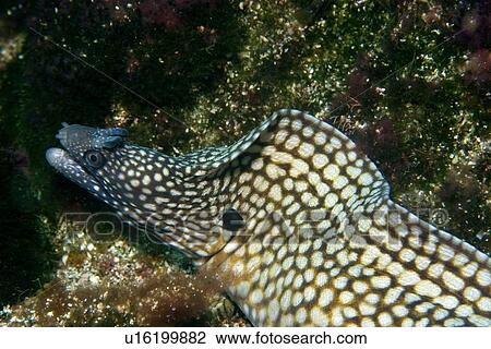 Moray eel, Muraena pavonina, St. Peter and St. Paul's rocks, Brazil, Atlantic Ocean View Large Photo Image Stock Image - Moray eel, Muraena pavonina, St. Peter and St. Paul's rocks, Brazil, Atlantic Ocean . Fotosearch