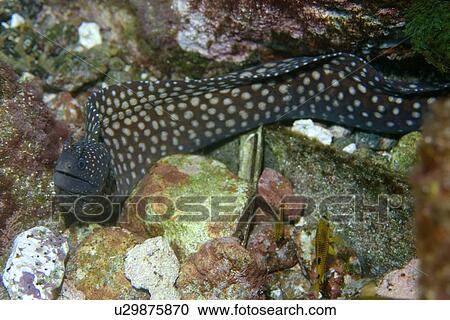 Moray eel, Muraena pavonina, St. Peter and St. Paul's rocks, Brazil, Atlantic Ocean View Large Photo Image Stock Image - Moray eel, Muraena pavonina, St. Peter and St. Paul's rocks, Brazil, Atlantic Ocean . Fotosearch