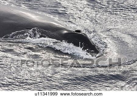 Mother and curious calf humpback whales (Megaptera novaeangliae) with third adult in Drake Passage some 330nm north of the Antarctic Peninsula. This curious calf repeatedly approached the ship, pec-slapping and surfacing just in front of the bow. Calf had View Large Photo Image Stock Photo - Mother and curious calf humpback whales (Megaptera novaeangliae) with third adult in Drake Passage some 330nm north of the Antarctic Peninsula. This curious calf repeatedly approached the ship, pec-slapping and surfacing just in front of the bow. Calf had. Fotosearch