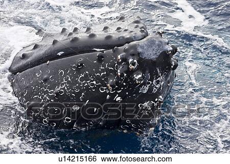 Stock Photograph - Mother and curious calf humpback whales (Megaptera novaeangliae) with third adult in Drake Passage some 330nm north of the Antarctic Peninsula. This curious calf repeatedly approached the ship, pec-slapping and surfacing just in front of the bow. Calf had. Fotosearch
