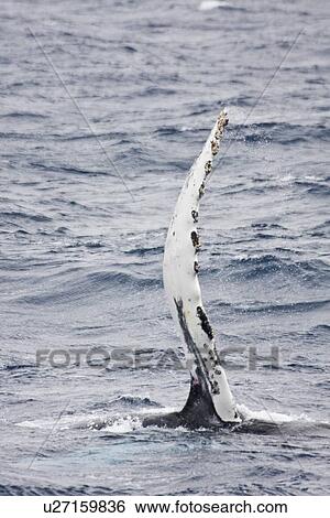 Stock Photograph - Mother and curious calf humpback whales (Megaptera novaeangliae) with third adult in Drake Passage some 330nm north of the Antarctic Peninsula. This curious calf repeatedly approached the ship, pec-slapping and surfacing just in front of the bow. Calf had. Fotosearch
