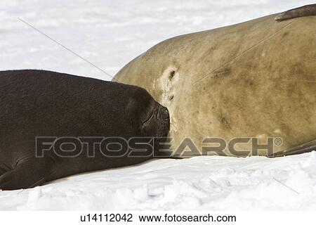 Mother and pup (nursing) southern elephant seal (Mirounga leonina) on the beach at President Head on Snow Island in the South Shetland Island Group, Antarctica. This species is the largest pinniped in the world, with males attaining lengths of 6. 5 m and a View Large Photo Image Stock Image - Mother and pup (nursing) southern elephant seal (Mirounga leonina) on the beach at President Head on Snow Island in the South Shetland Island Group, Antarctica. This species is the largest pinniped in the world, with males attaining lengths of 6. 5 m and a. Fotosearch