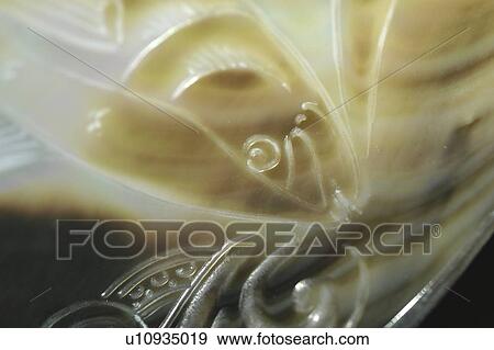 Mother of Pearl carving. French Polynesia, southern pacific ocean. View Large Photo Image Stock Photo - Mother of Pearl carving. French Polynesia, southern pacific ocean. . Fotosearch