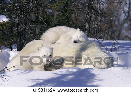 Mother Polar Bear (Ursus maritimus) with 3 month old cubs near Wapusk Park, northern Manitoba, Canada. View Large Photo Image Picture - Mother Polar Bear (Ursus maritimus) with 3 month old cubs near Wapusk Park, northern Manitoba, Canada.. Fotosearch