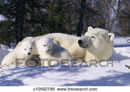 Stock Photo - Mother Polar Bear (Ursus maritimus) with 3 month old cubs near Wapusk Park, northern Manitoba, Canada.. Fotosearch