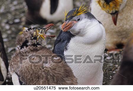 Stock Photography - Moulting and still fighting Royal Penguins (Eudyptes Schlegeli). Sandy Bay, Macquarie Island, Subantarctic Australia.. Fotosearch