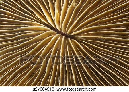 Mushroom Coral (Fungia concinna) Dumaguete, s Island, Philippines View Large Photo Image Stock Photo - Mushroom Coral (Fungia concinna) Dumaguete, s Island, Philippines. Fotosearch
