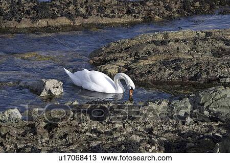 Mute swan (Cygnus olor) at sea. Most people might associate swans with a freshwater environment but they can also be seen in a marine setting. Hebrides, Scotland View Large Photo Image Stock Image - Mute swan (Cygnus olor) at sea. Most people might associate swans with a freshwater environment but they can also be seen in a marine setting. Hebrides, Scotland. Fotosearch