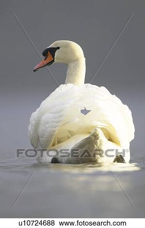 Mute Swan (Cygnus olor) portrait while swimming in fresh water Argyll Scotland, UK View Large Photo Image Stock Photo - Mute Swan (Cygnus olor) portrait while swimming in fresh water Argyll Scotland, UK. Fotosearch