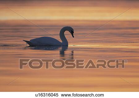 Stock Photography - Mute Swan (Cygnus olor) silhouetted against rising suns reflection in water Angus Scotland, UK. Fotosearch