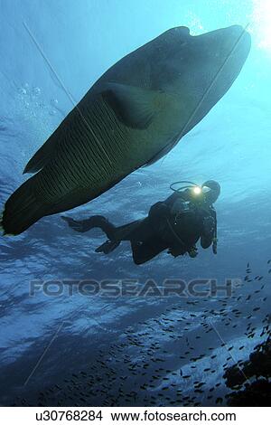 Napoleon Wrasse (Cheilinus Undulates) cruising the reef with diver getting in for a close up. Brother Islands, Red Sea. View Large Photo Image Picture - Napoleon Wrasse (Cheilinus Undulates) cruising the reef with diver getting in for a close up. Brother Islands, Red Sea.. Fotosearch