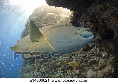 Napoleon wrasse. Red Sea, Egypt. View Large Photo Image Stock Image - Napoleon wrasse. Red Sea, Egypt.. Fotosearch