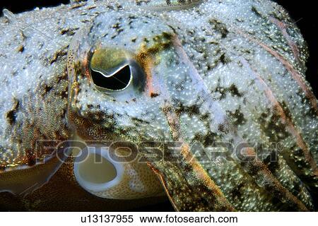 Needle cuttlefish, Sepia aculeata, eye and siphon, Dumaguete, s Island, Philippines View Large Photo Image Stock Photography - Needle cuttlefish, Sepia aculeata, eye and siphon, Dumaguete, s Island, Philippines. Fotosearch