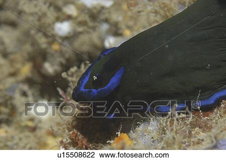 (Nembrotha spp. ), detail of nudibranch with dark blue/green skin and brilliant blue markings, Mabul, Borneo, Malaysia, South China Sea View Large Photo Image Stock Image - (Nembrotha spp. ), detail of nudibranch with dark blue/green skin and brilliant blue markings, Mabul, Borneo, Malaysia, South China Sea. Fotosearch