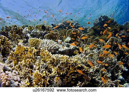 Net fire coral (Millepora dichotoma). Shark and Yolanda, Sharm El Sheikh, South Sinai, Red Sea, Egypt. View Large Photo Image Stock Image - Net fire coral (Millepora dichotoma). Shark and Yolanda, Sharm El Sheikh, South Sinai, Red Sea, Egypt.. Fotosearch