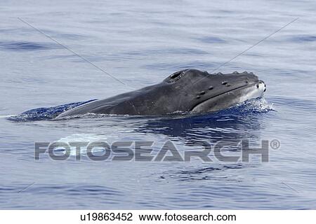 Newborn humpback whale (Megaptera novaeangliae) calf surfacing in the AuAu Channel, Maui, Hawaii. Pacific Ocean. This calf is only a few hours to a few days old. View Large Photo Image Stock Image - Newborn humpback whale (Megaptera novaeangliae) calf surfacing in the AuAu Channel, Maui, Hawaii. Pacific Ocean. This calf is only a few hours to a few days old.. Fotosearch
