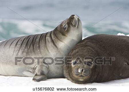 Stock Image - Newborn southern elephant seal (Mirounga leonina) on the beach at President Head on Snow Island in the South Shetland Island Group, Antarctica. Newborns exhibit a dark brown "lanugo" coat for about three weeks, which is then replaced by a silver-grey coat. Fotosearch