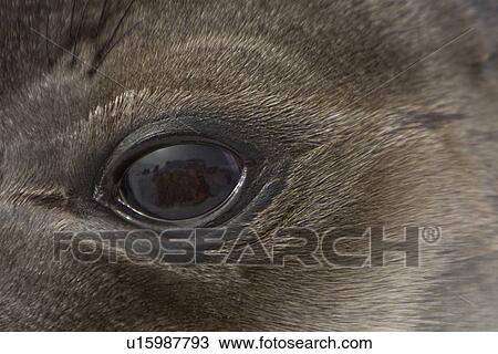 Newborn southern elephant seal (Mirounga leonina) eye detail on the beach at President Head on Snow Island in the South Shetland Island Group, Antarctica. Newborns exhibit a dark brown "lanugo" coat for about three weeks, which is then replaced by a silve View Large Photo Image Stock Image - Newborn southern elephant seal (Mirounga leonina) eye detail on the beach at President Head on Snow Island in the South Shetland Island Group, Antarctica. Newborns exhibit a dark brown "lanugo" coat for about three weeks, which is then replaced by a silve. Fotosearch