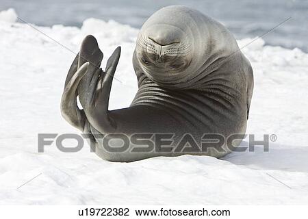 Newborn southern elephant seal (Mirounga leonina) on the beach at President Head on Snow Island in the South Shetland Island Group, Antarctica. Newborns exhibit a dark brown "lanugo" coat for about three weeks, which is then replaced by a silver-grey coat View Large Photo Image Stock Image - Newborn southern elephant seal (Mirounga leonina) on the beach at President Head on Snow Island in the South Shetland Island Group, Antarctica. Newborns exhibit a dark brown "lanugo" coat for about three weeks, which is then replaced by a silver-grey coat. Fotosearch