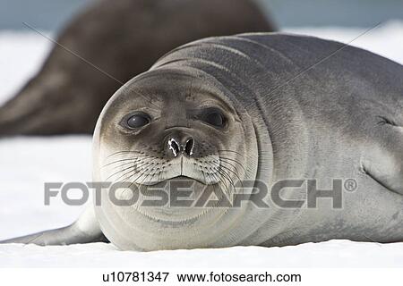 Newborn southern elephant seal (Mirounga leonina) on the beach at President Head on Snow Island in the South Shetland Island Group, Antarctica. Newborns exhibit a dark brown "lanugo" coat for about three weeks, which is then replaced by a silver-grey coat View Large Photo Image Stock Photo - Newborn southern elephant seal (Mirounga leonina) on the beach at President Head on Snow Island in the South Shetland Island Group, Antarctica. Newborns exhibit a dark brown "lanugo" coat for about three weeks, which is then replaced by a silver-grey coat. Fotosearch
