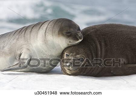 Stock Photo - Newborn southern elephant seal (Mirounga leonina) on the beach at President Head on Snow Island in the South Shetland Island Group, Antarctica. Newborns exhibit a dark brown "lanugo" coat for about three weeks, which is then replaced by a silver-grey coat. Fotosearch
