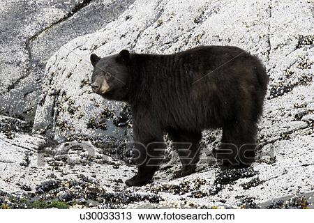 Stock Image - North American Black Bear (Ursus americanus) in Tracy Arm, Southeast Alaska, USA. Pacific Ocean.. Fotosearch
