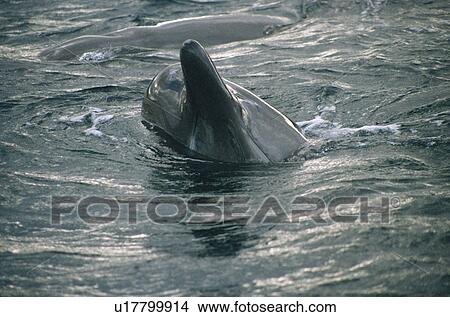 Picture - Northern bottlenose whale (Hyperoodon ampullatus) spy-hopping to show beak and throat grooves. Isle of Skye, Scotland. . Fotosearch