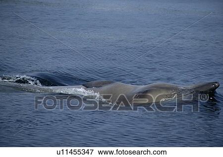 Northern bottlenose whale (Hyperoodon ampullatus) rolling over revealing pectoral fin, eye and characteristic head shape. Isle of Skye, Scotland. View Large Photo Image Stock Photo - Northern bottlenose whale (Hyperoodon ampullatus) rolling over revealing pectoral fin, eye and characteristic head shape. Isle of Skye, Scotland.. Fotosearch
