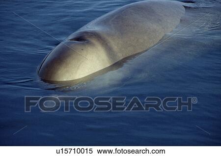 Northern bottlenose whale (Hyperoodon ampullatus). Scotland. View Large Photo Image Stock Photography - Northern bottlenose whale (Hyperoodon ampullatus). Scotland.. Fotosearch