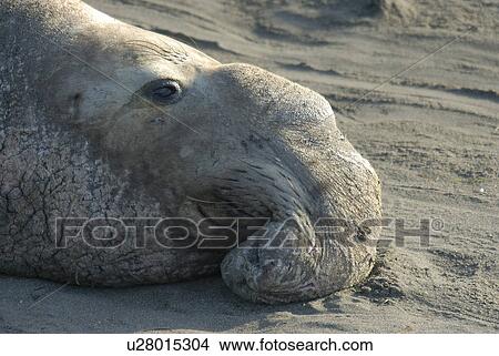 Picture - Northern elephant seal (Mirounga angustirostris) Alpha male, bull. San Simeon, California, USA, Pacific Ocean, Monterey Bay National Marine Sanctuary. Fotosearch