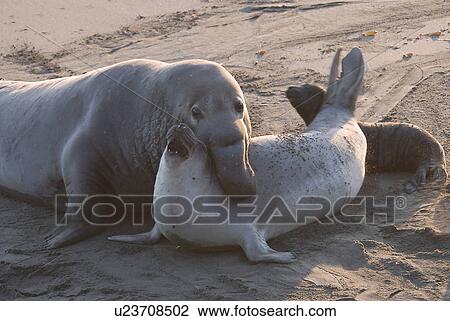 Northern elephant seal (Mirounga angustirostris) Alpha male bull mounting a female for mating, sunset. San Simeon, National marine sanctuary, Monterey bay, California Pacific ocean, USA. View Large Photo Image Stock Image - Northern elephant seal (Mirounga angustirostris) Alpha male bull mounting a female for mating, sunset. San Simeon, National marine sanctuary, Monterey bay, California Pacific ocean, USA.. Fotosearch