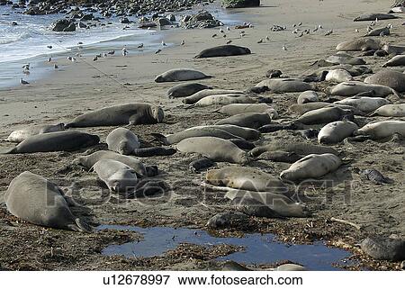 Northern elephant seal (Mirounga angustirostris) lying on the beach, San Simeon, California, USA, Pacific Ocean, Monterey Bay National Marine Sanctuary View Large Photo Image Stock Photo - Northern elephant seal (Mirounga angustirostris) lying on the beach, San Simeon, California, USA, Pacific Ocean, Monterey Bay National Marine Sanctuary. Fotosearch