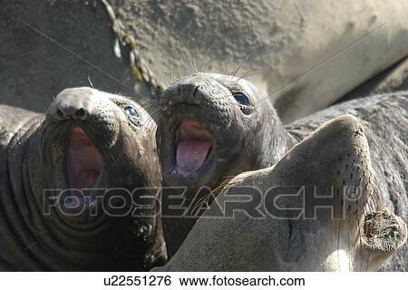 Stock Photograph - Northern elephant seal (Mirounga angustirostris) pups vocalizing. National marine sanctuary, Monterey bay, California Pacific ocean, USA.. Fotosearch