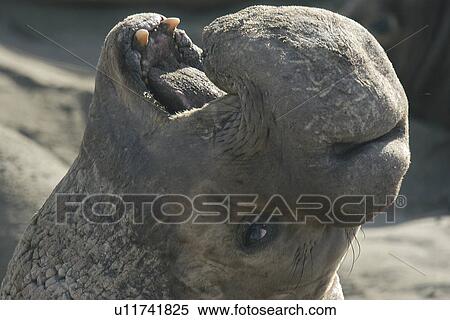 Stock Photography - Northern elephant seal (Mirounga angustirostris) Alpha male vocalizing or bellowing. San Simeon, National marine sanctuary, Monterey bay, California Pacific ocean, USA.. Fotosearch